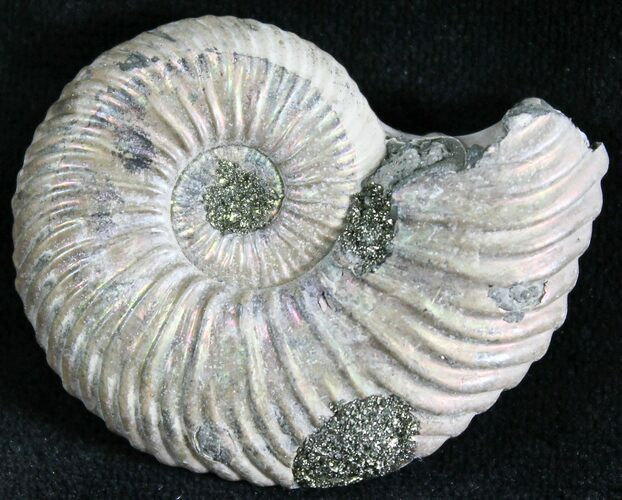 Quenstedticeras Ammonite Fossil With Pyrite #28396